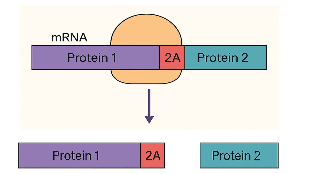 Peptides